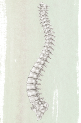 Artistic drawing of the spine curvature for scoliosis support in Lakewood, Colorado