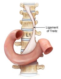 spine showing connection with ligament and organs for scoliosis support in Lakewood, Colorado